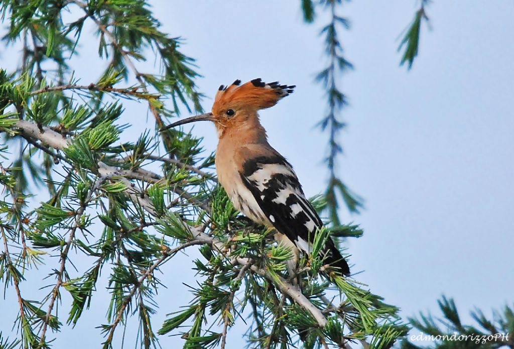 Upupa